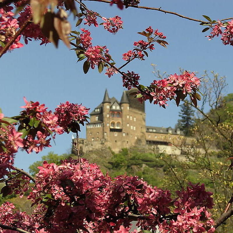 Between cherry blossom trees, one can see an old castle on a hill.