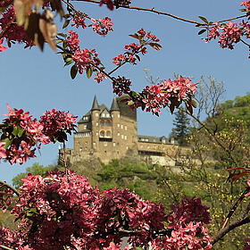 Between cherry blossom trees, one can see an old castle on a hill.