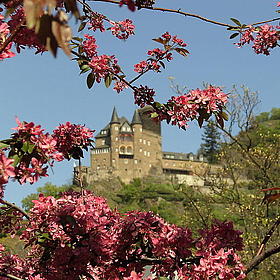Zwischen blühenden Kirschbäumen sieht man eine alte Burg auf einem Hügel